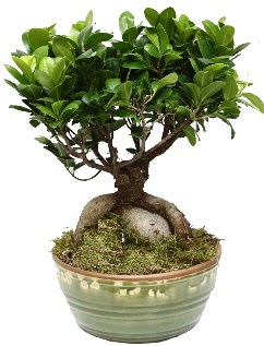 Japon aac bonsai saks bitkisi  balgat Kzlrmak iek siparii Ankara iek yolla
