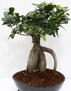 Japon aac bonsai saks bitkisi  Balgat ankaya online ieki telefonlar