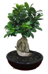 Japon aac bonsai saks bitkisi  Balgat idem mahallesi ucuz iek , ieki , iekilik