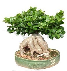 Japon aac bonsai saks bitkisi  Balgat ukurambar iek gnderme sitemiz gvenlidir