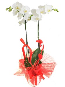 2 dall beyaz orkide bitkisi  Balgat cevizlidere ucuz iek gnder