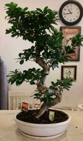 100 cm yksekliinde dev bonsai japon aac  balgat Kzlrmak iek siparii Ankara iek yolla