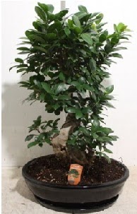 75 CM Ginseng bonsai Japon aac  Balgat Ankara uluslararas iek gnderme