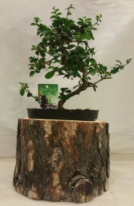 Doal ktk iinde bonsai japon aac  balgat Kzlrmak iek siparii Ankara iek yolla