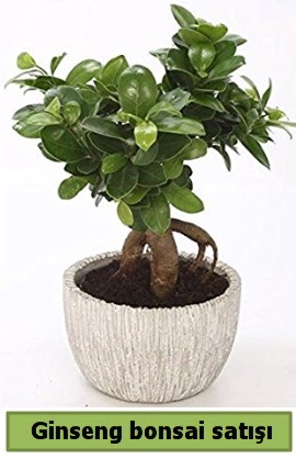 Ginseng bonsai japon aac sat  Balgat Muhsin yazcolu Ankara iek gnderme