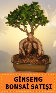 Ginseng bonsai sat japon aac  Ankara Ceyhun atuf kansu cicek , cicekci