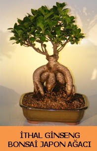 thal japon aac ginseng bonsai sat  balgat Kzlrmak iek siparii Ankara iek yolla
