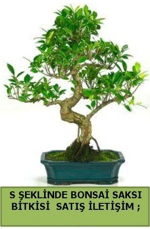 thal S eklinde dal erilii bonsai sat  Balgat ukurambar iek gnderme sitemiz gvenlidir