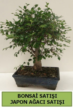 Minyatr bonsai japon aac sat  Ankara Balgat iek siparii