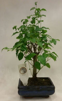 Minyatr bonsai japon aac sat  Balgat Muhsin yazcolu Ankara iek gnderme
