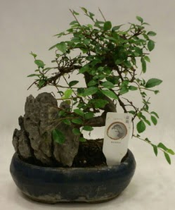 thal 1.ci kalite bonsai japon aac  iek sat ankara balgat ieki 