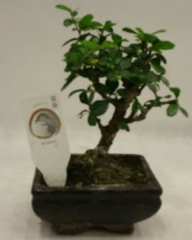 Kk minyatr bonsai japon aac  Balgat ukurambar iek gnderme sitemiz gvenlidir