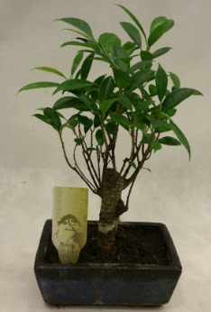 Japon aac bonsai bitkisi sat  Balgat Muhsin yazcolu Ankara iek gnderme
