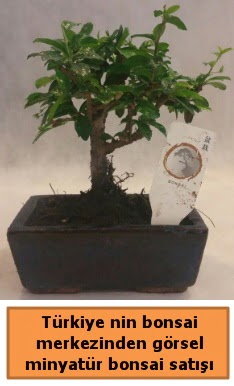 Japon aac bonsai sat ithal grsel  Balgat ankaya online ieki telefonlar