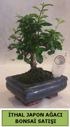 thal japon aac bonsai bitkisi sat  Balgat Muhsin yazcolu Ankara iek gnderme