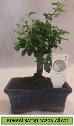 Minyatr bonsai aac sat  Balgat ukurambar iek gnderme sitemiz gvenlidir