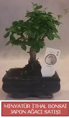 Kk grsel bonsai japon aac bitkisi  Ankara Balgat mustafa kemal mahallesi iekiler iek yolla