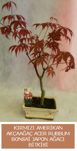 Amerikan akaaa Acer Rubrum bonsai  Balgat cevizlidere ucuz iek gnder