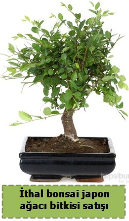 thal bonsai saks iei Japon aac sat  balgat Kzlrmak iek siparii Ankara iek yolla