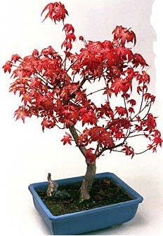 Amerikan akaaa bonsai bitkisi  Balgat ankaya online ieki telefonlar