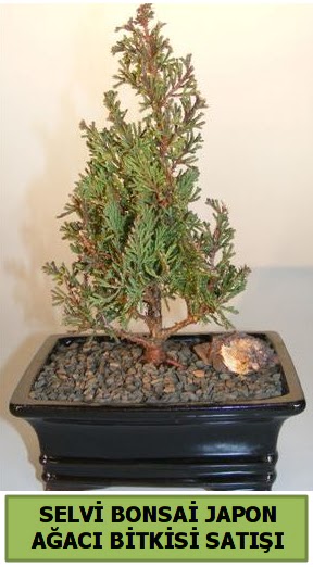 Selvi am japon aac bitkisi bonsai  Balgat Muhsin yazcolu Ankara iek gnderme