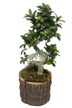Doal ktkte bonsai saks bitkisi  balgat Kzlrmak iek siparii Ankara iek yolla