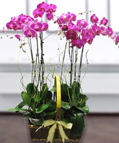 7 dall mor lila orkide  Ankara Balgat iek siparii