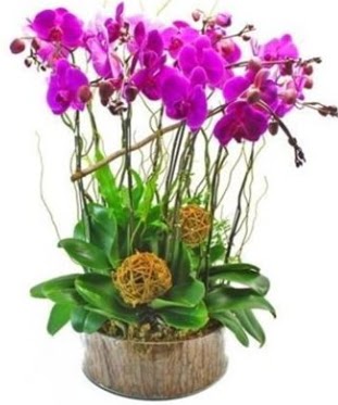 Ahap ktkte lila mor orkide 8 li  Balgat Ehlibeyt Ankara iek siparii sitesi
