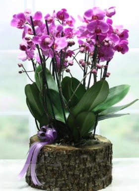 Ktk ierisinde 6 dall mor orkide  Balgat idem mahallesi ucuz iek , ieki , iekilik