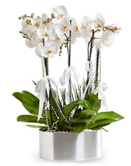 Be dall metal saksda beyaz orkide  Balgat ankaya online ieki telefonlar