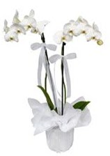 2 dall beyaz orkide  Balgat online ieki , iek siparii