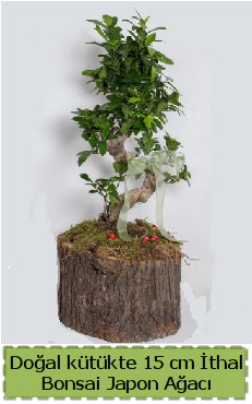 Doal ktkte thal bonsai japon aac  Balgat ukurambar iek gnderme sitemiz gvenlidir