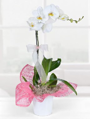 Tek dall beyaz orkide seramik saksda  Balgat ukurambar iek gnderme sitemiz gvenlidir 