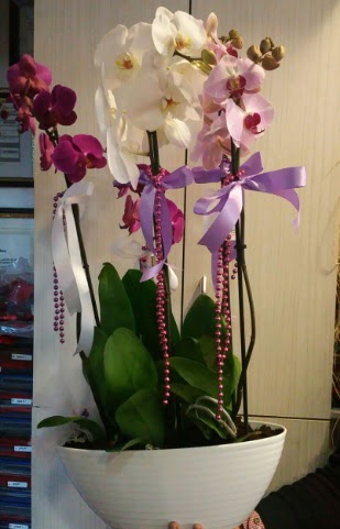 Mor ve beyaz ve pembe 6 dall orkide  Balgat idem mahallesi ucuz iek , ieki , iekilik