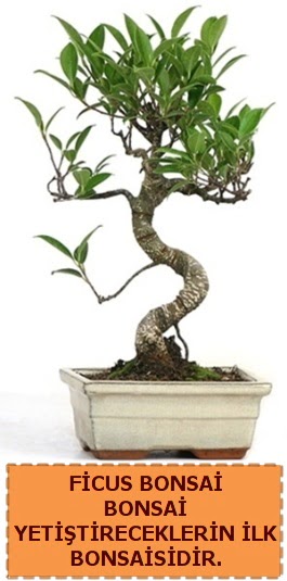 Ficus bonsai 15 ile 25 cm arasndadr  Balgat ankaya online ieki telefonlar