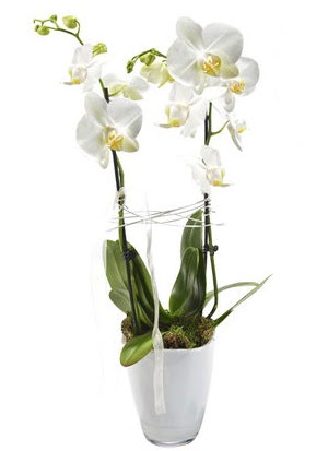 2 dall beyaz seramik beyaz orkide sakss  Ankara Balgat iek siparii