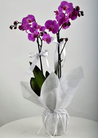 ift dall saksda mor orkide iei  Balgat Ouzlar Ankara online iek gnderme sipari