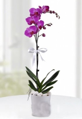Tek dall saksda mor orkide iei  Ankara Balgat ieki maazas