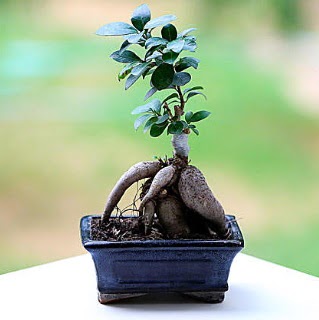 Marvellous Ficus Microcarpa ginseng bonsai  Balgat Ouzlar Ankara online iek gnderme sipari