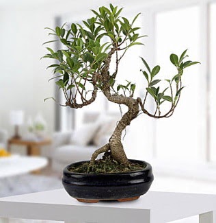 Gorgeous Ficus S shaped japon bonsai  Balgat stz iek siparii