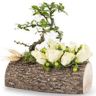 Doal ktkte bonsai aac ve 7 beyaz gl  Ankara Balgat iek siparii