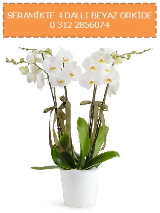 Seramikte 4 dall beyaz orkide  Ankara Balgat ieki maazas