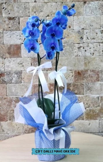 ift dall ithal mavi orkide  Balgat ankaya online ieki telefonlar