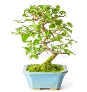 S zerkova bonsai ksa sreliine  balgat Kzlrmak iek siparii Ankara iek yolla