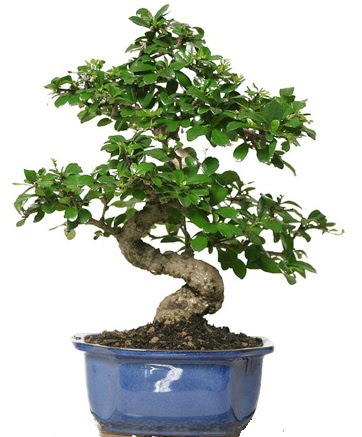 21 ile 25 cm aras zel S bonsai japon aac  Balgat Muhsin yazcolu Ankara iek gnderme