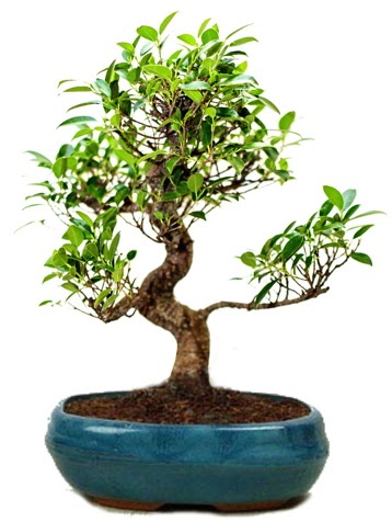 25 cm ile 30 cm aralnda Ficus S bonsai  Ankara Balgat iek siparii