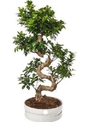 90 cm ile 100 cm civar S peyzaj bonsai  Ankara Balgat iek siparii