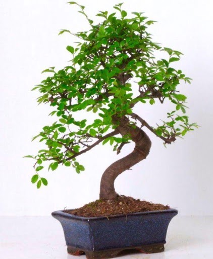 S gvdeli bonsai minyatr aa japon aac  Ankara Balgat iek siparii