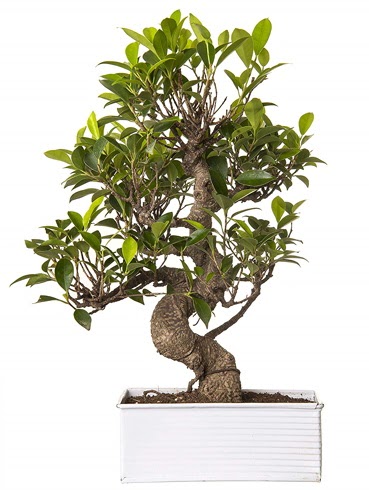 Exotic Green S Gvde 6 Year Ficus Bonsai  Ankara Balgat iek siparii
