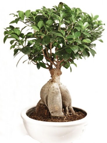 Ginseng bonsai japon aac ficus ginseng  balgat Kzlrmak iek siparii Ankara iek yolla